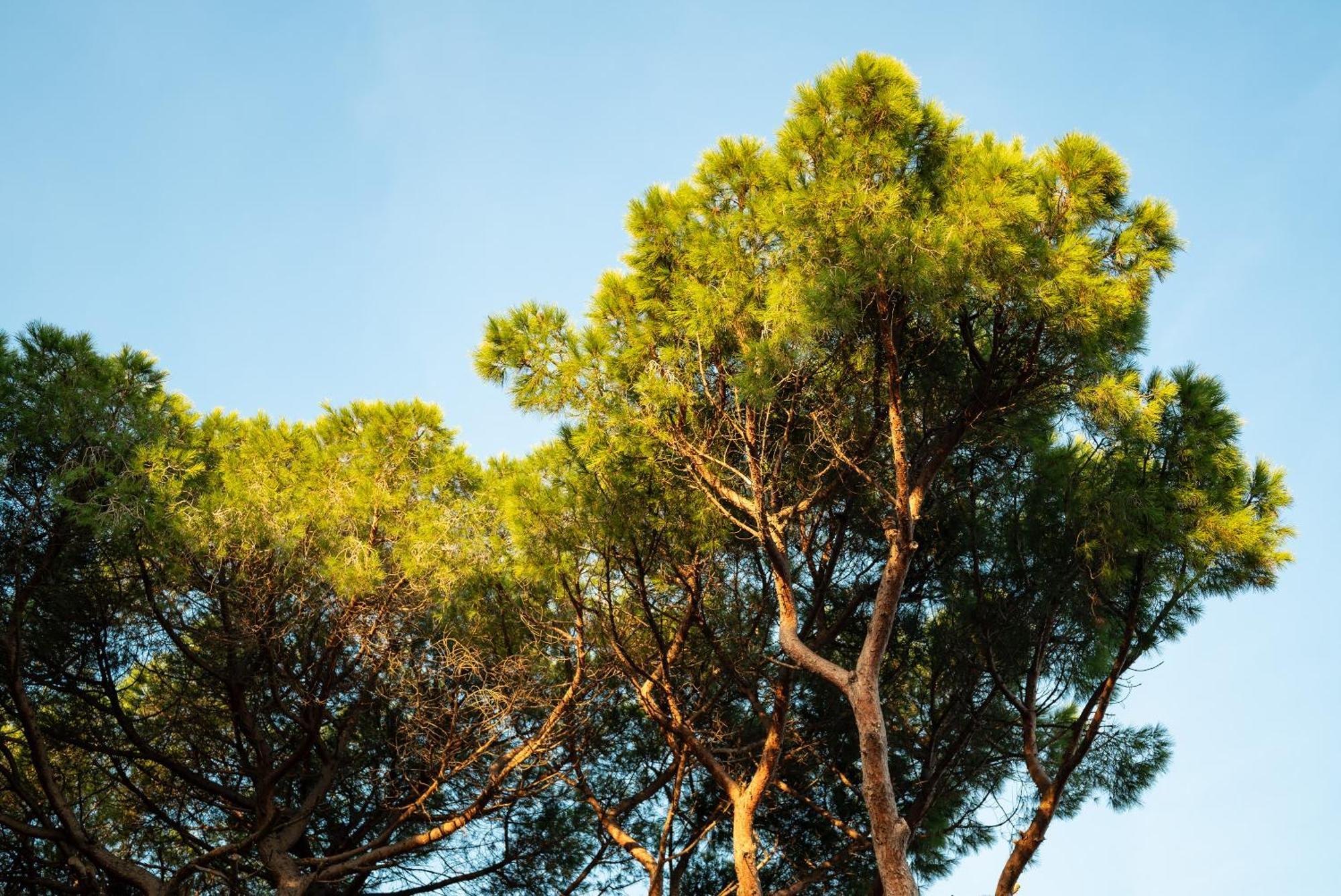 Hotel Parco Dei Pini - 100Mt Dal Mare Follonica Eksteriør billede